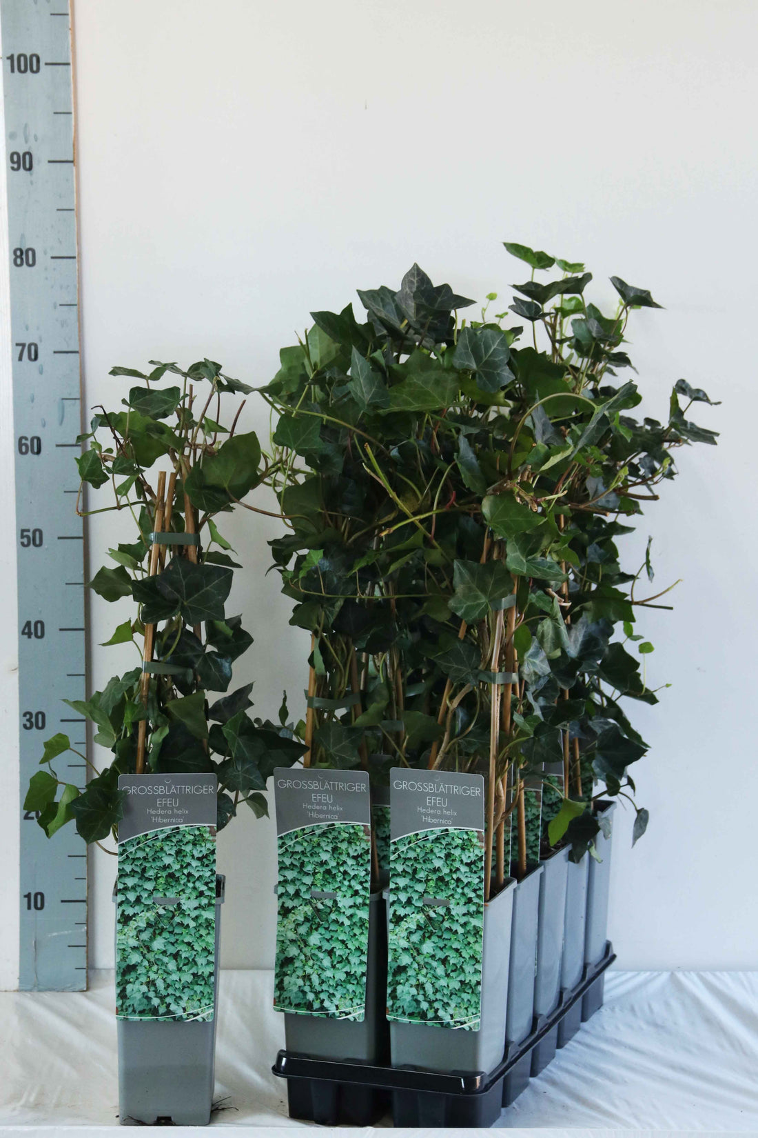 Hedera hibernica 40-60 cm, C2 (2 liters kruka), 3 pinnar