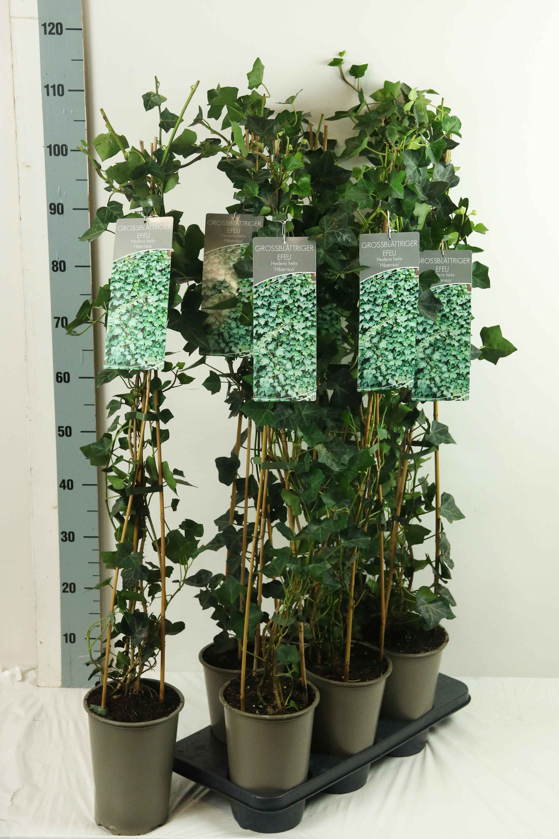 Hedera hibernica 60-100 cm, 17 cm kruka