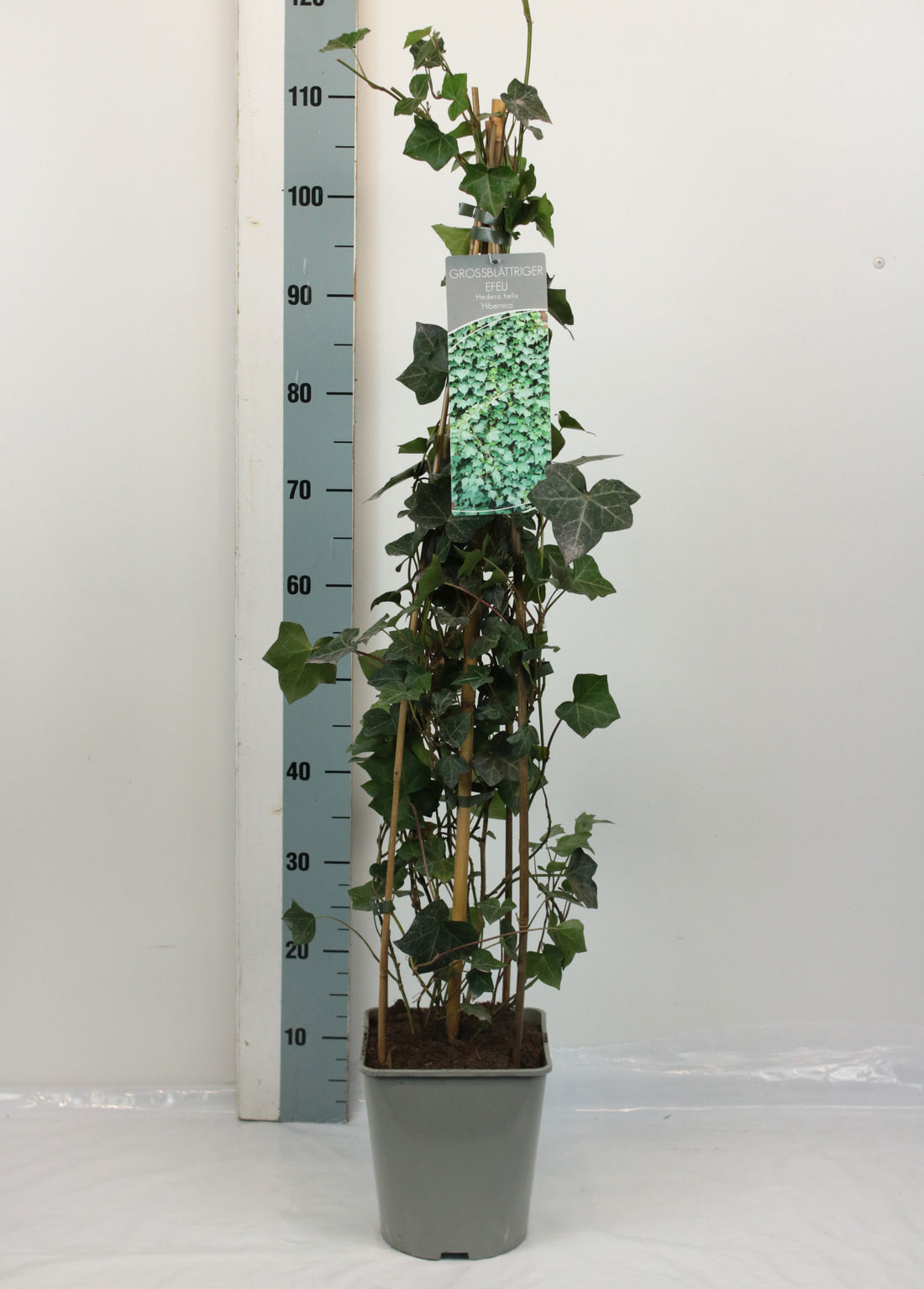 Hedera hibernica 80-100 cm C5 (5 liters kruka) / 23 cm kruka