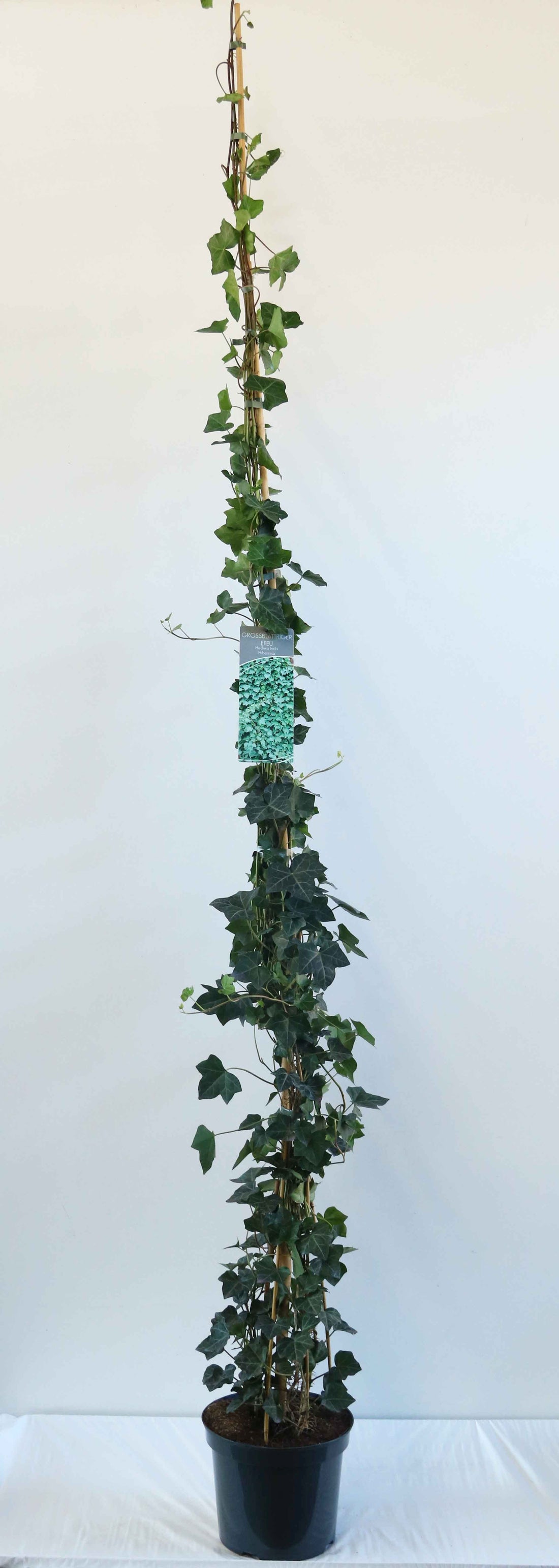 Hedera hibernica C7,5 (7,5 liters kruka) 200-250 cm