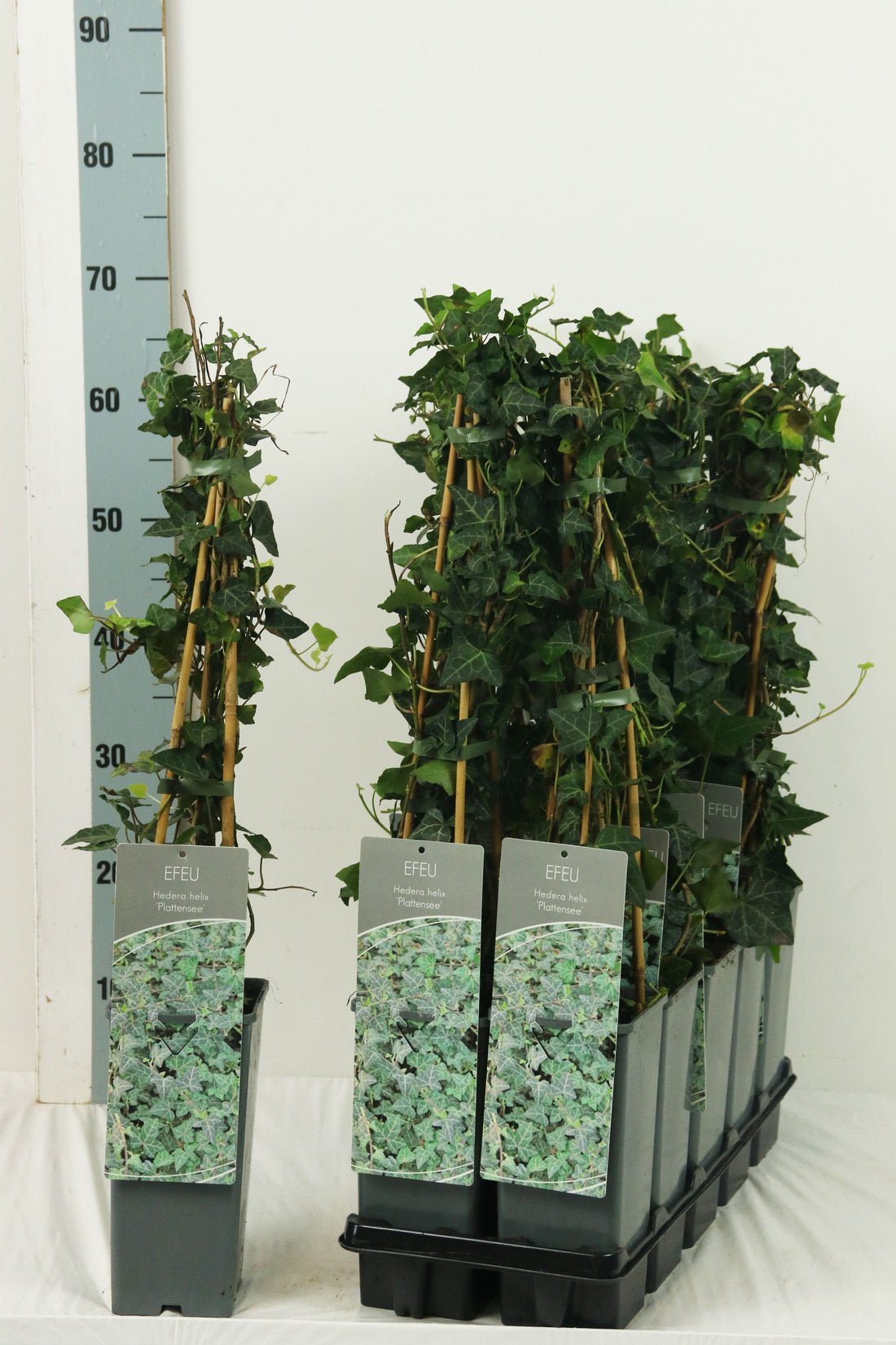 Hedera helix &