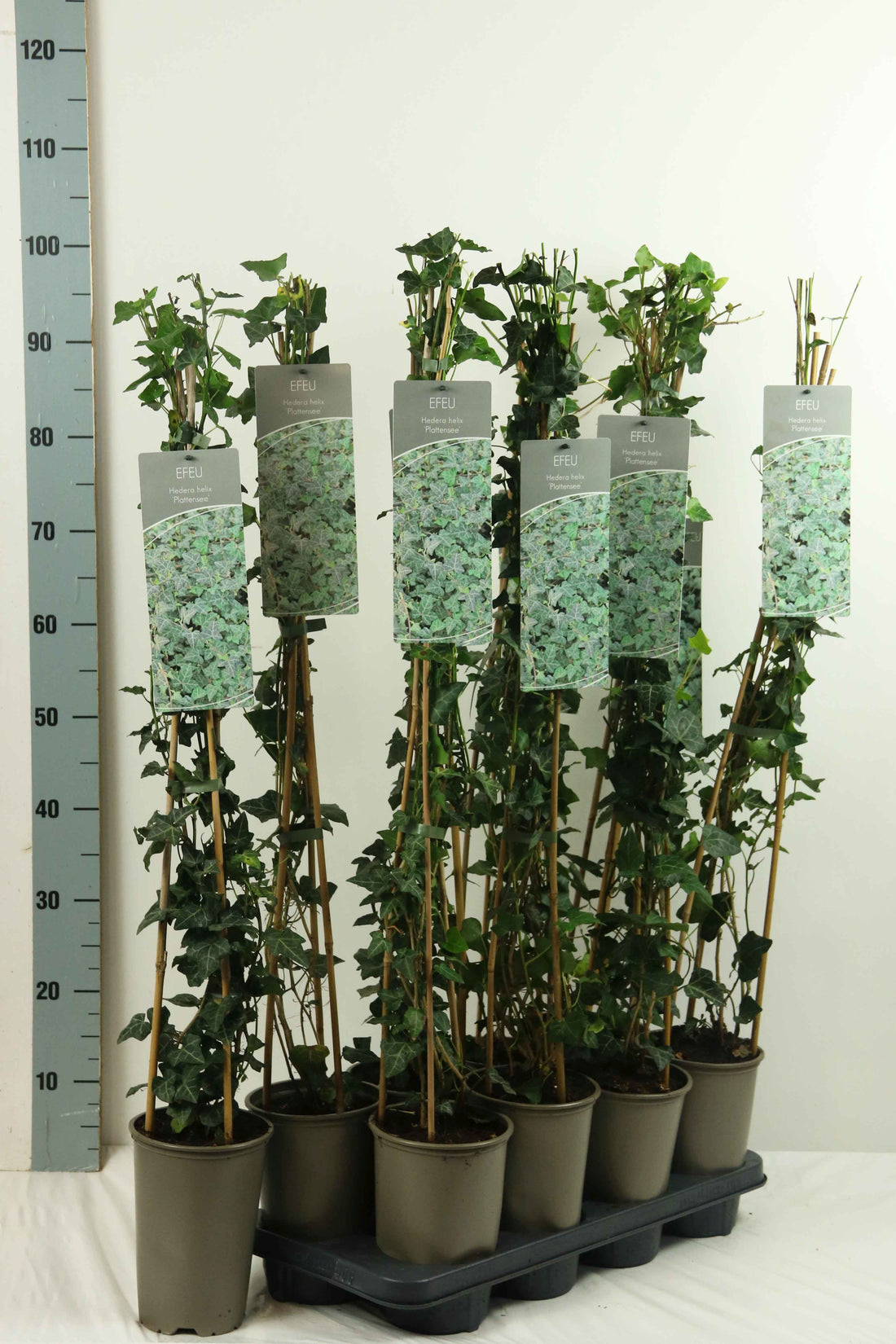 Hedera helix &