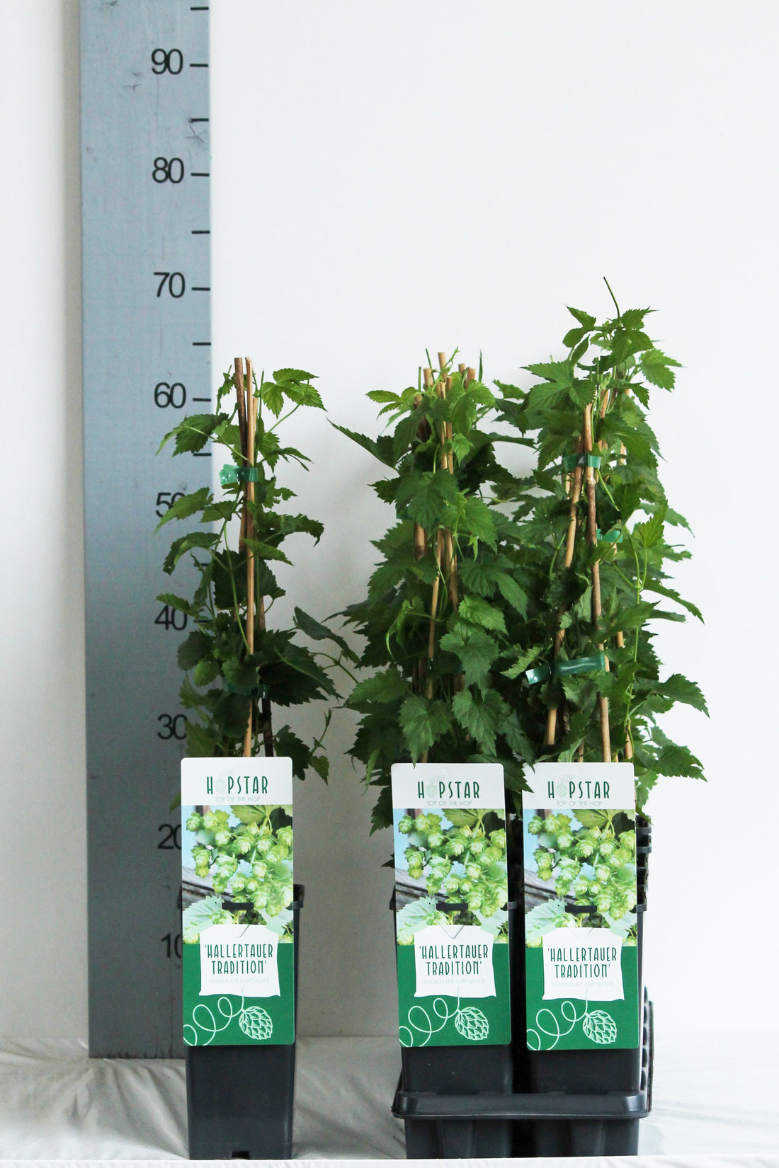 Humulus lupulus &