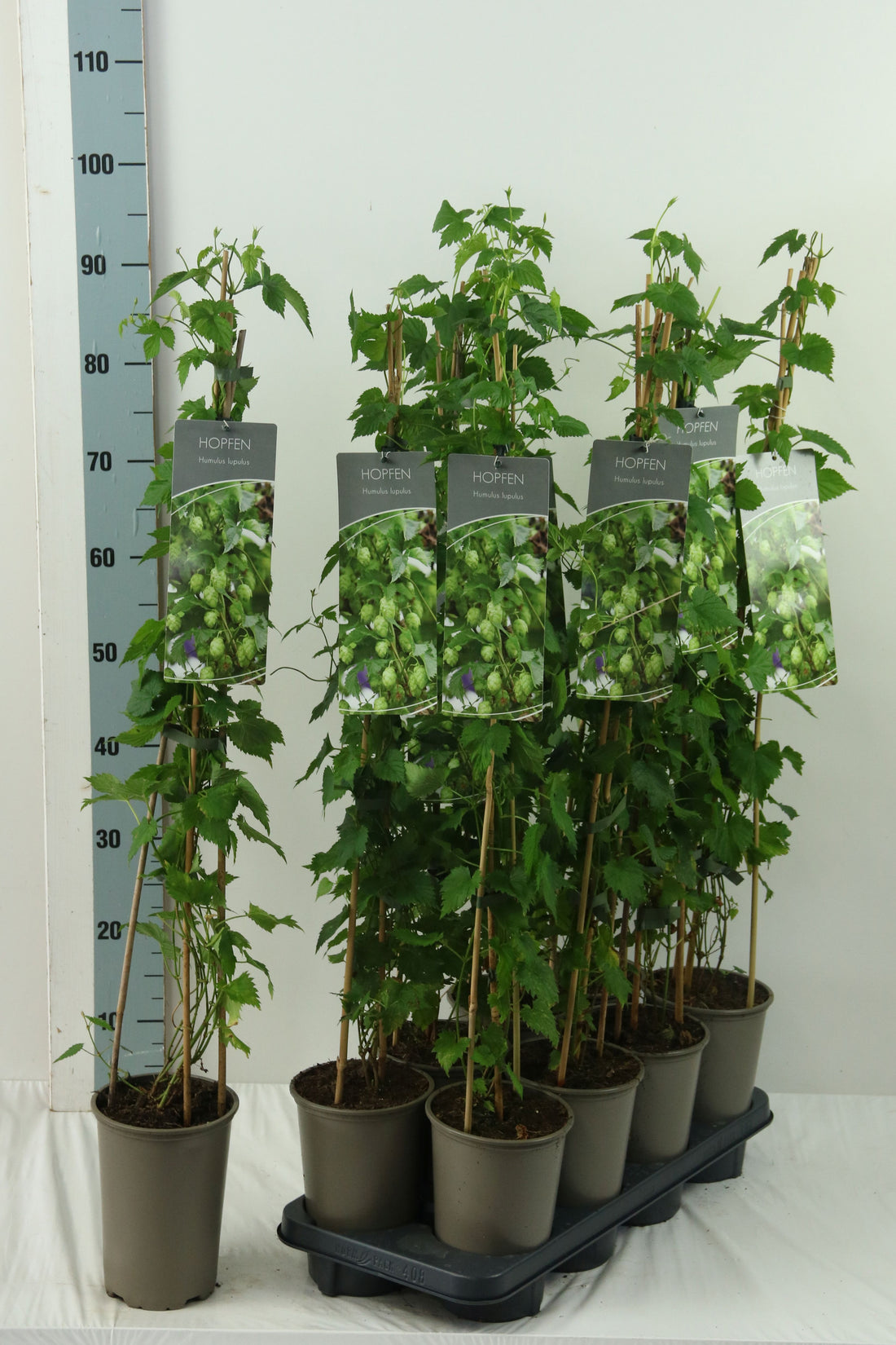 Humulus lupulus 60-100 cm, 17 cm kruka (3 käppar)