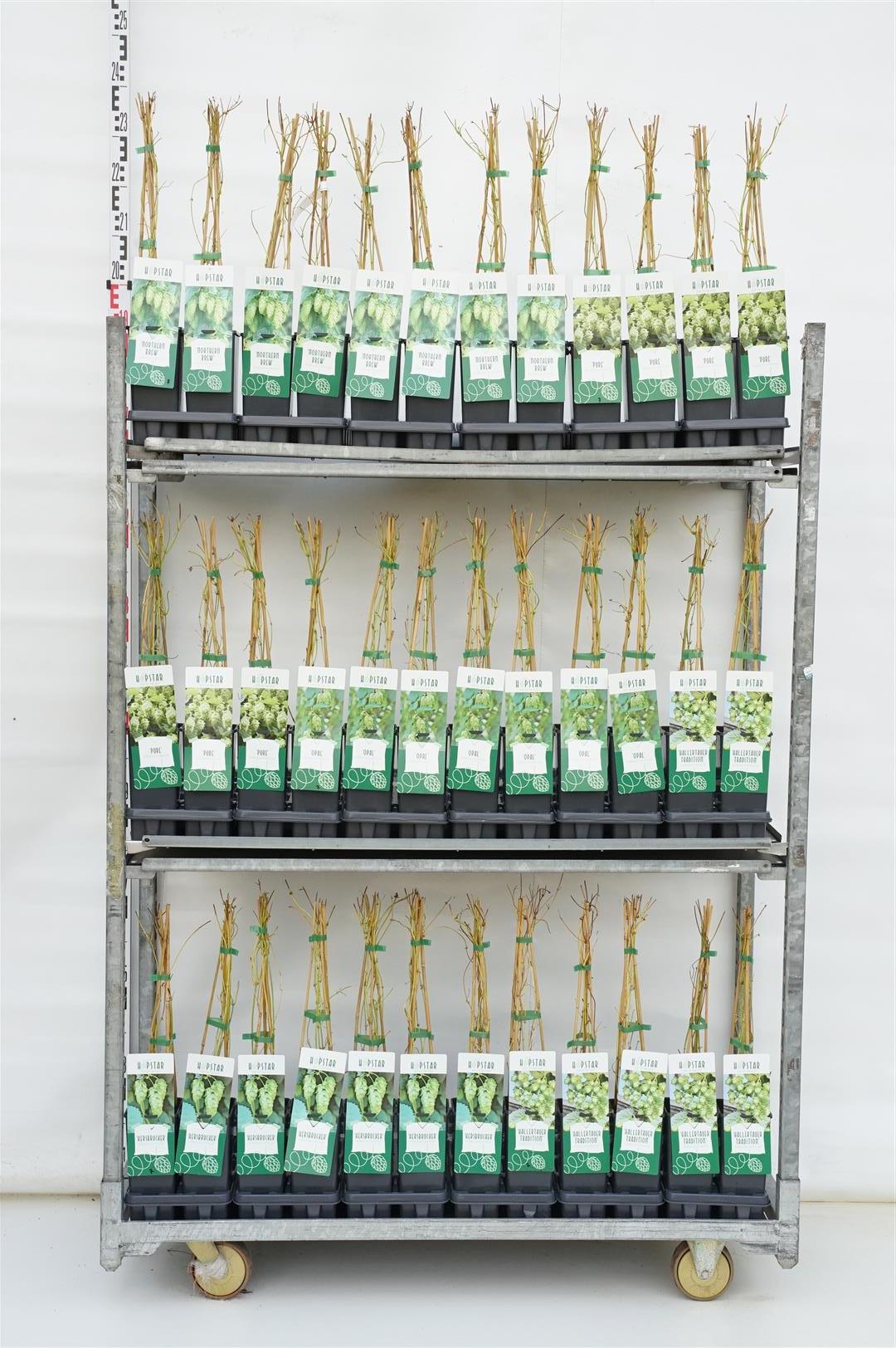 Humulus i sorter C2 (2 liters kruka) 40-60 cm