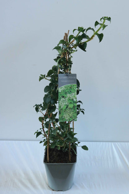Hydrangea anomala petiolaris C5 (5 liters kruka) 80-100 cm