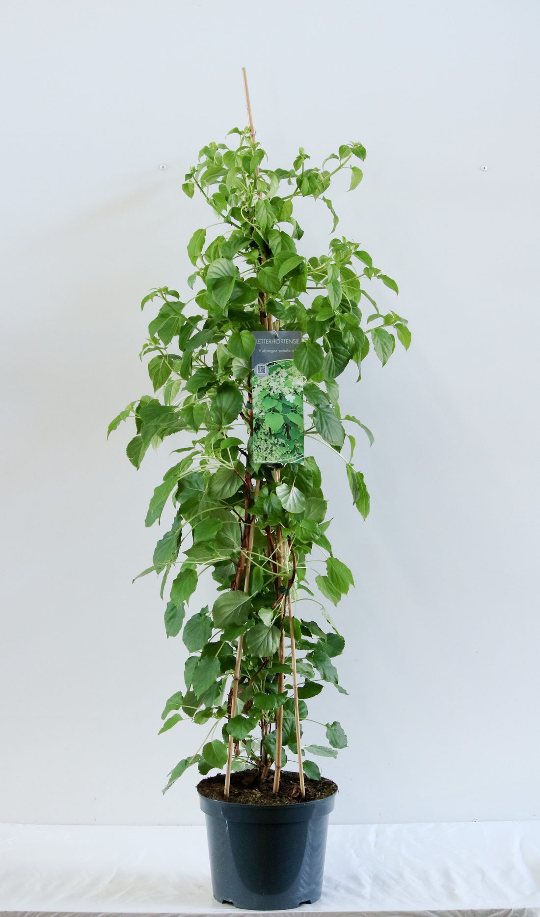Hydrangea anomala petiolaris (Klätterhortensia) C7,5 (7,5 liters kruka) 80-100 cm