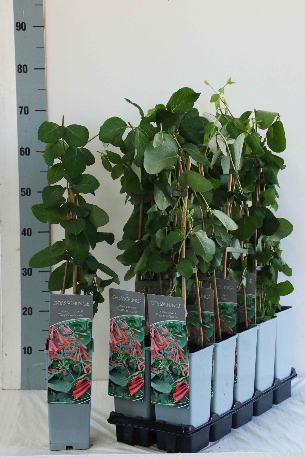 Lonicera brow. &