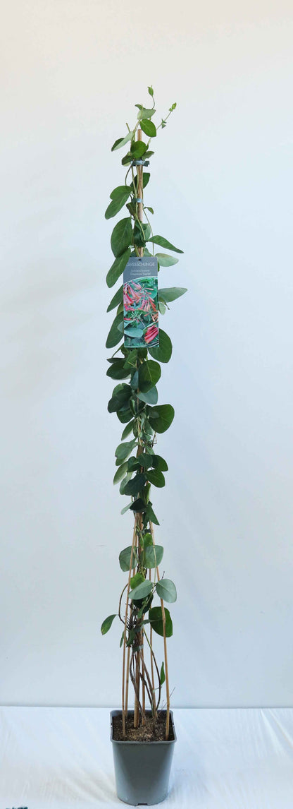 Lonicera brow. &