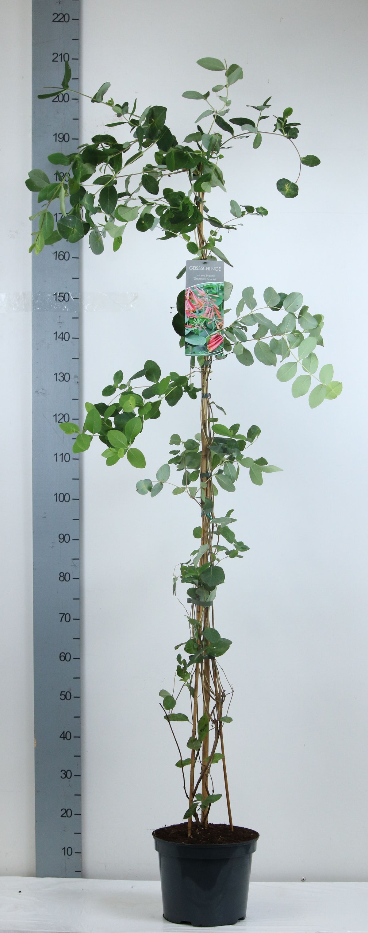 Lonicera brow. &