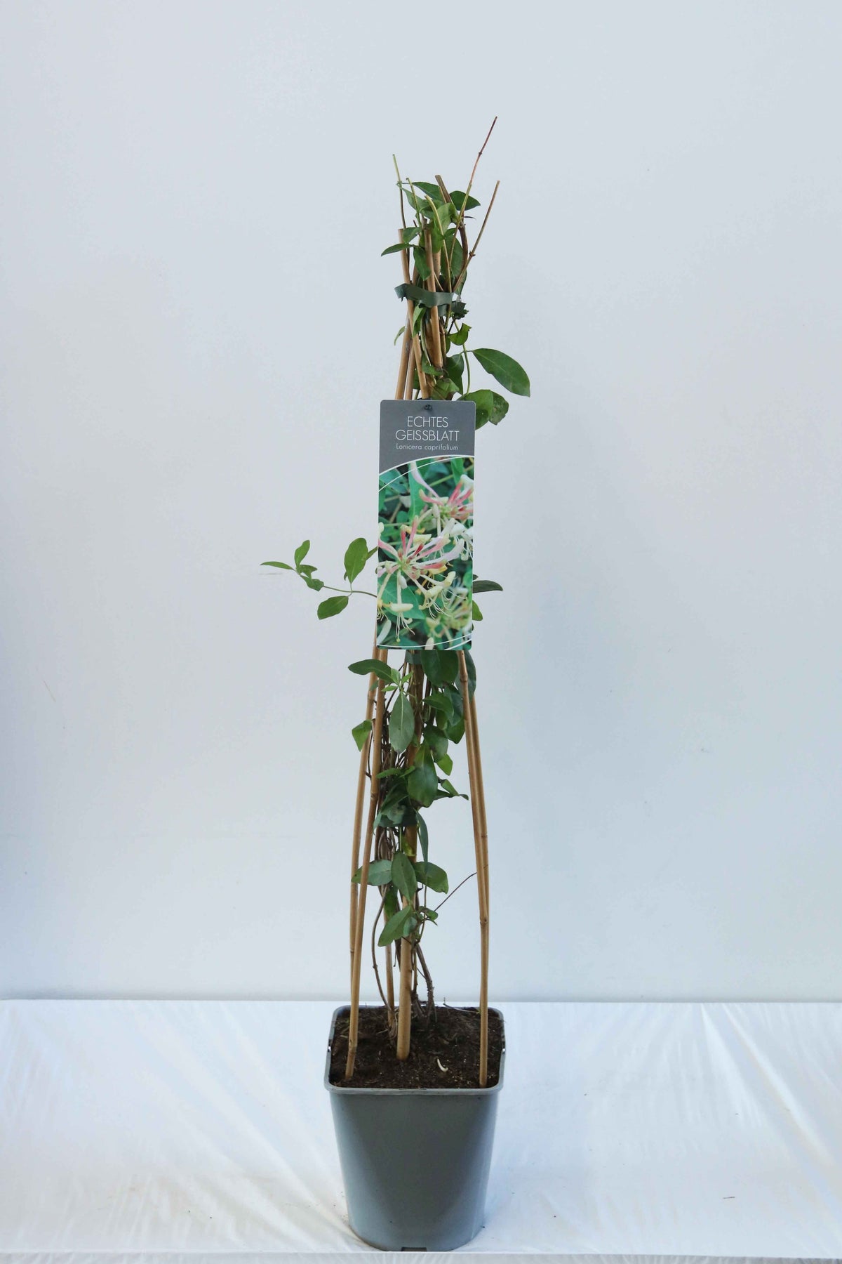 Lonicera caprifolium C5 (5 liters kruka) 80-100 cm