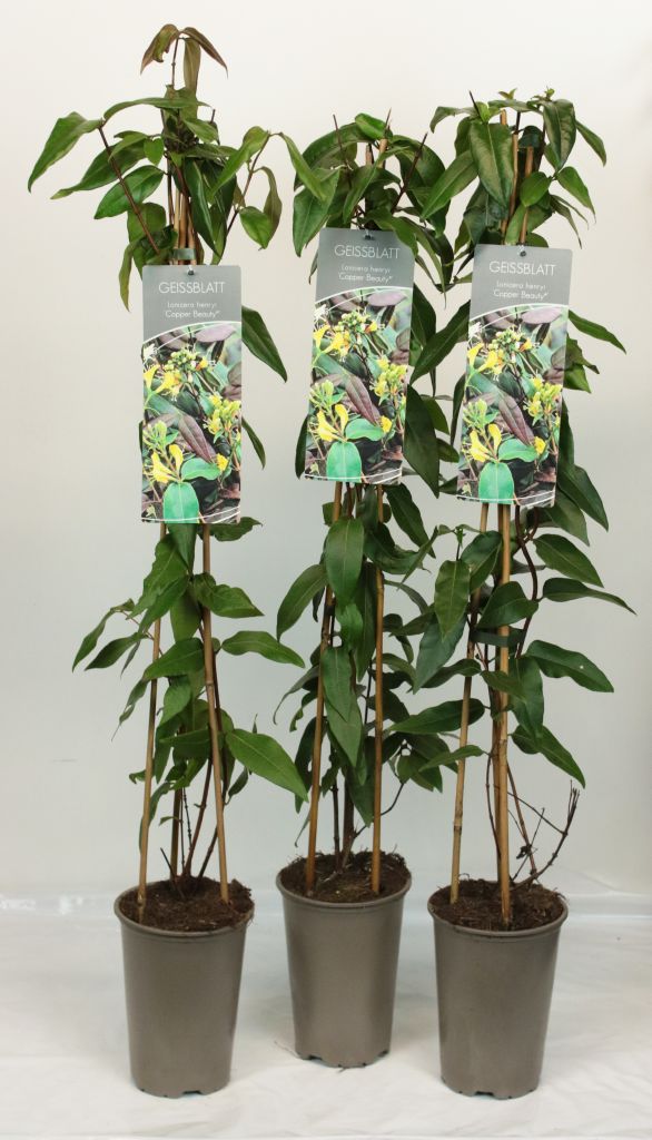 Lonicera henryi &