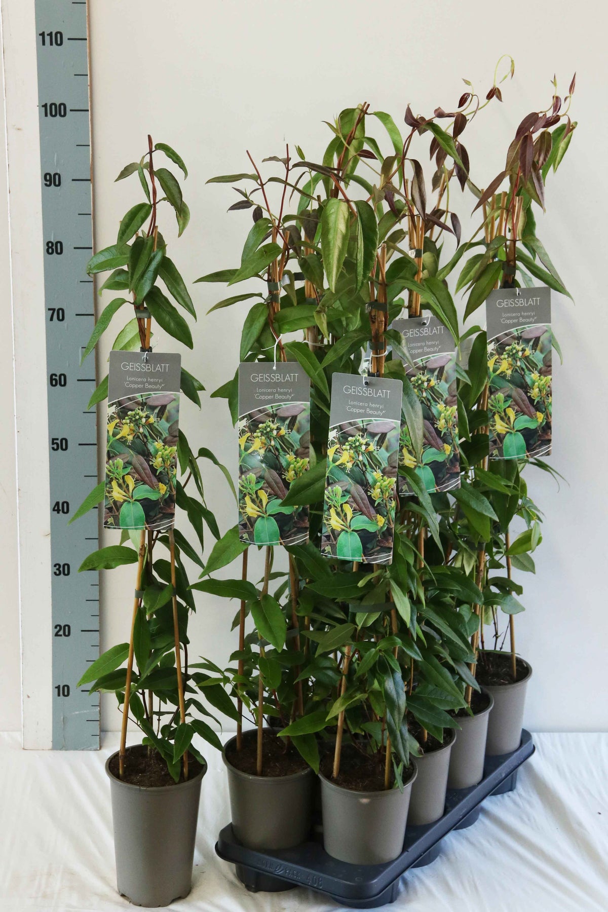 Lonicera henryi &