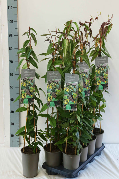 Lonicera henryi &