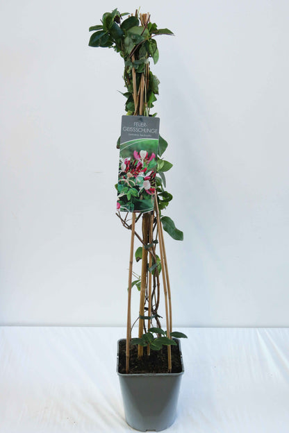 Lonicera heckrottii C5 (5 liters kruka) 80-100 cm
