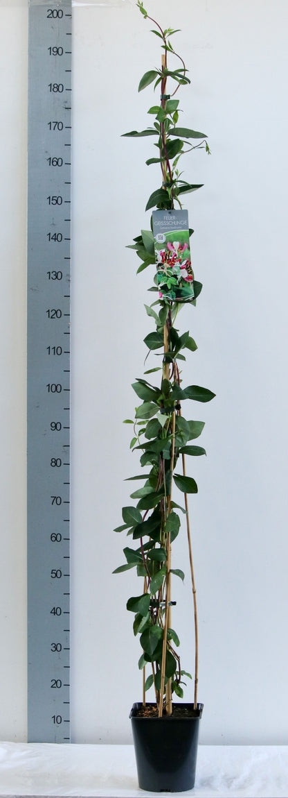 Lonicera heckrottii 100-125 cm C5 (5 liters kruka)