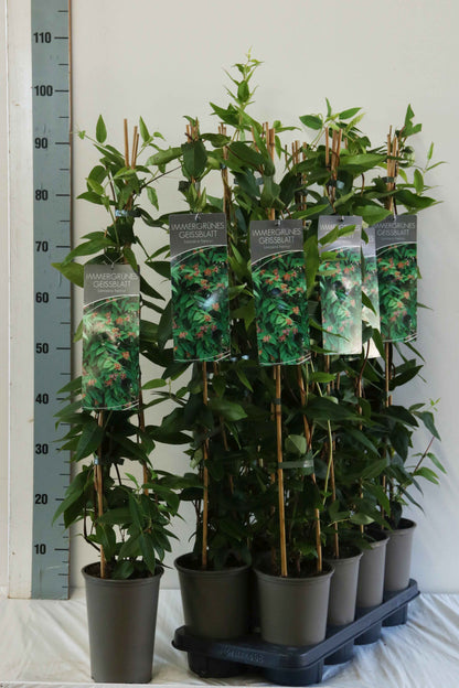 Lonicera henryi 60-100 cm (17 cm kruka)