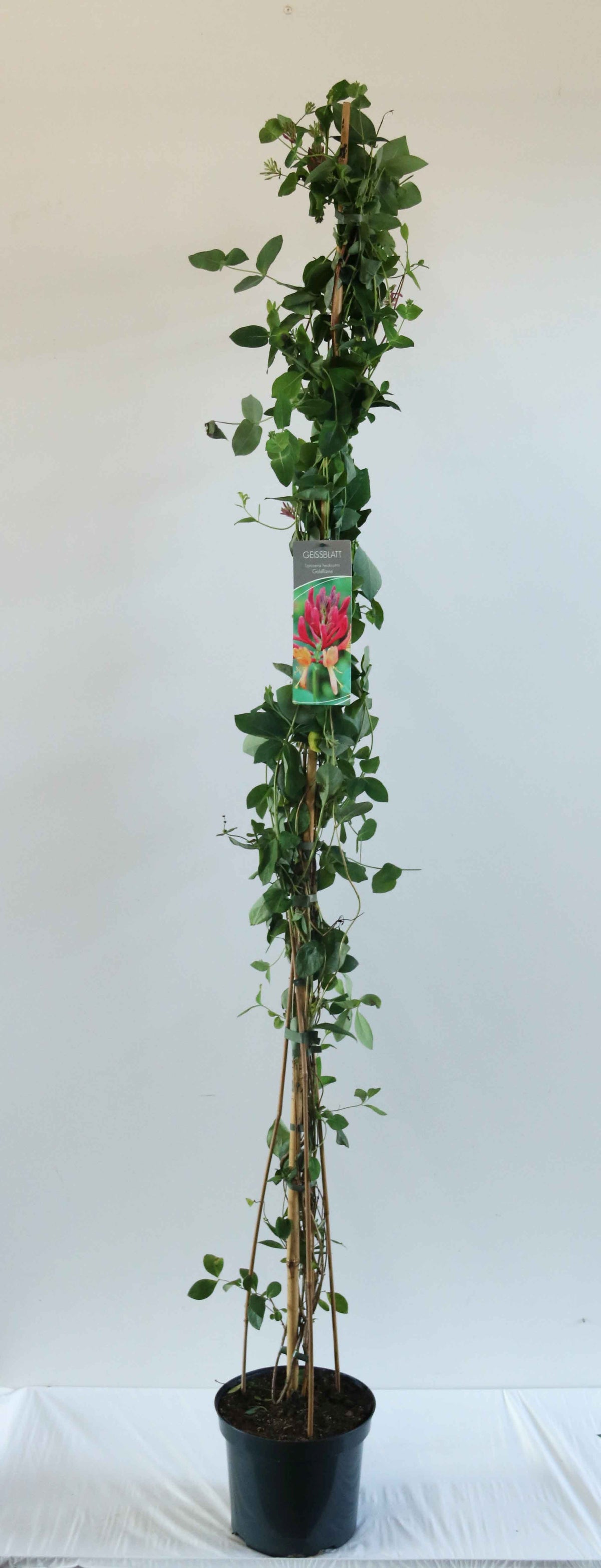 Lonicera heckr. &