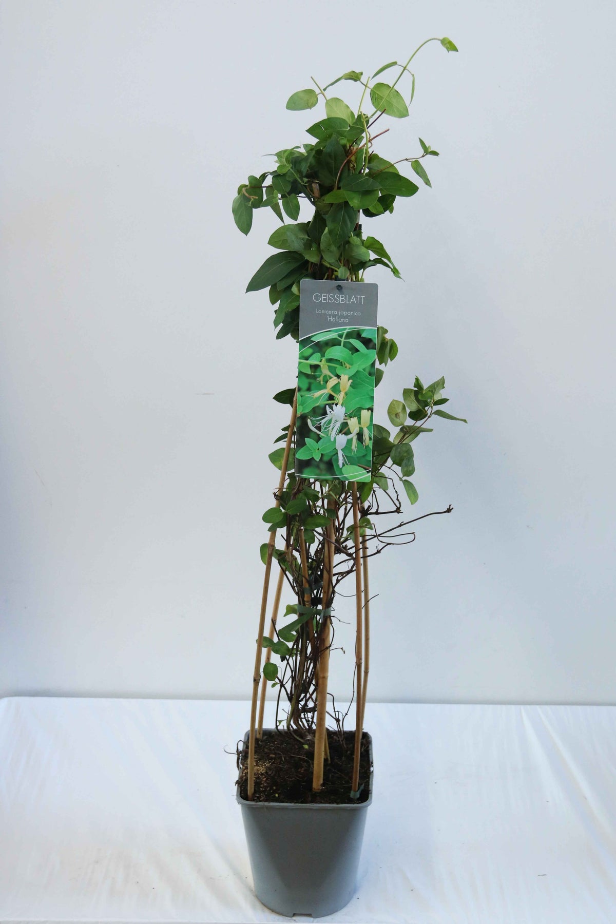 Lonicera japonica &