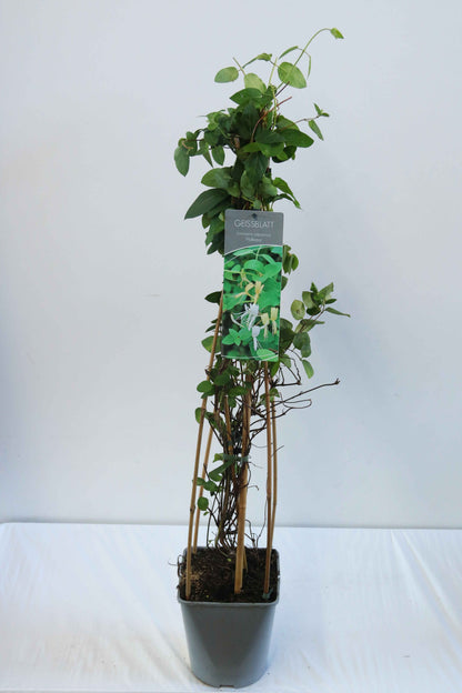 Lonicera japonica &