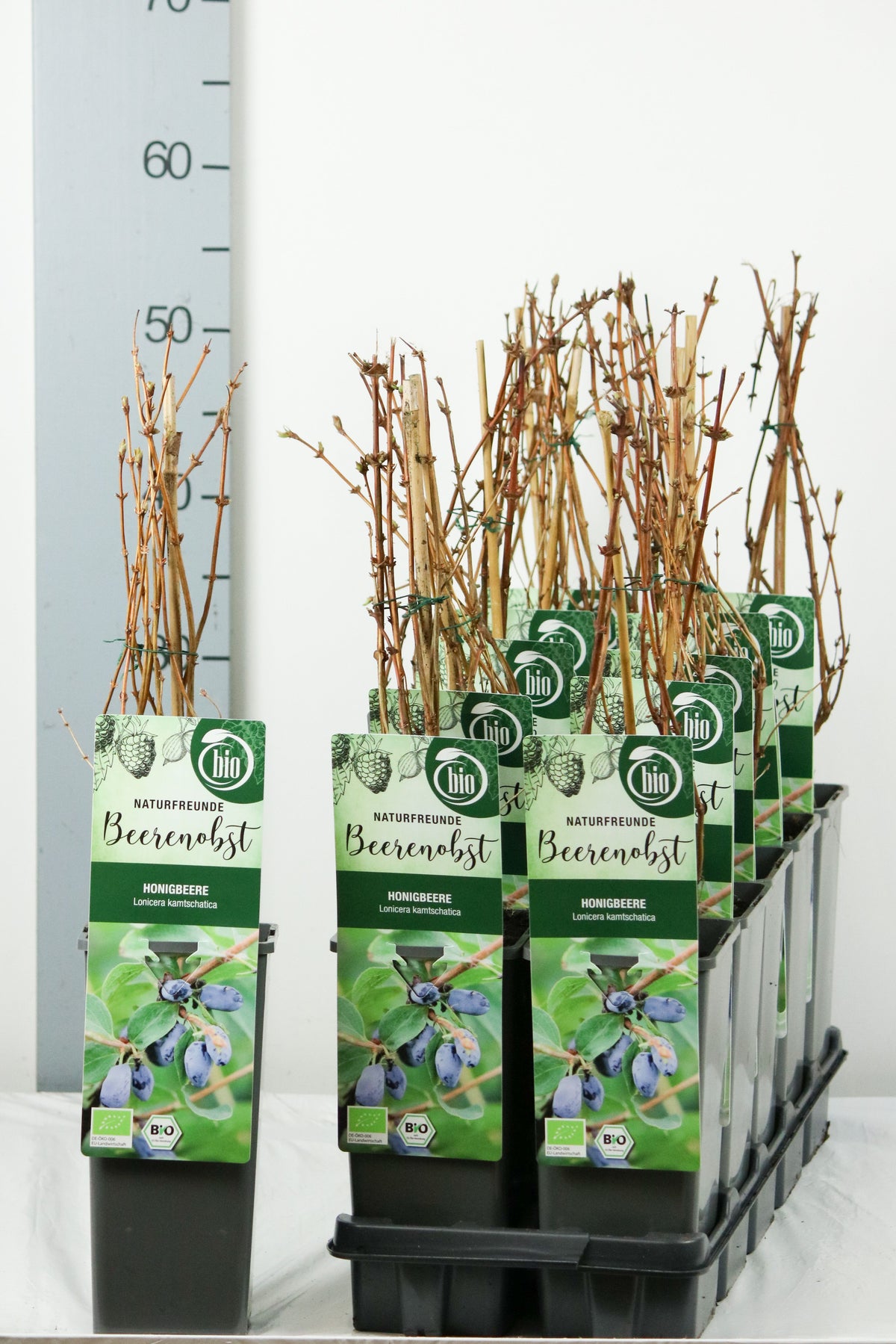Lonicera kamtschatica C2 (2 liters kruka) 30-35 cm