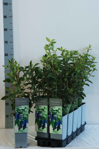 Lonicera kamtschatica C2 (2 liters kruka) 30-40 cm