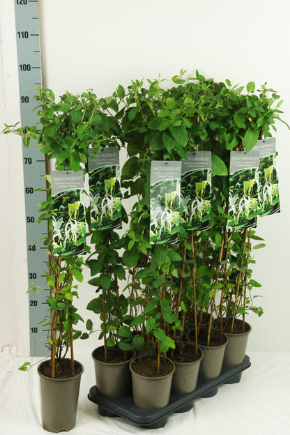 Lonicera periclymenum &