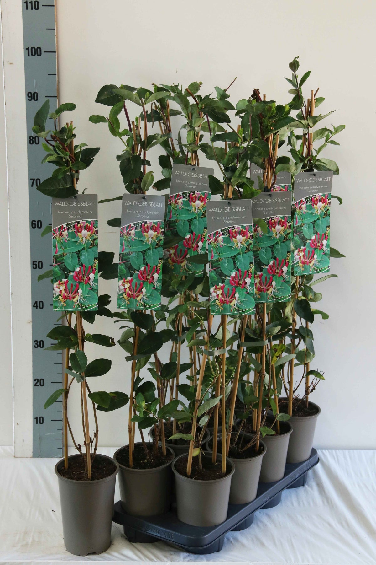 Lonicera per. &