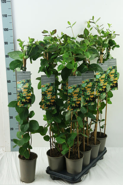 Lonicera tellmanniana 60-100 cm, 17 cm kruka