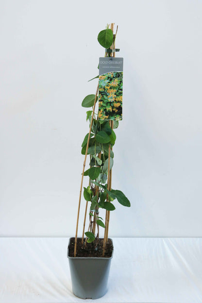 Lonicera tellmanniana C5 (5 liters kruka) 80-100 cm