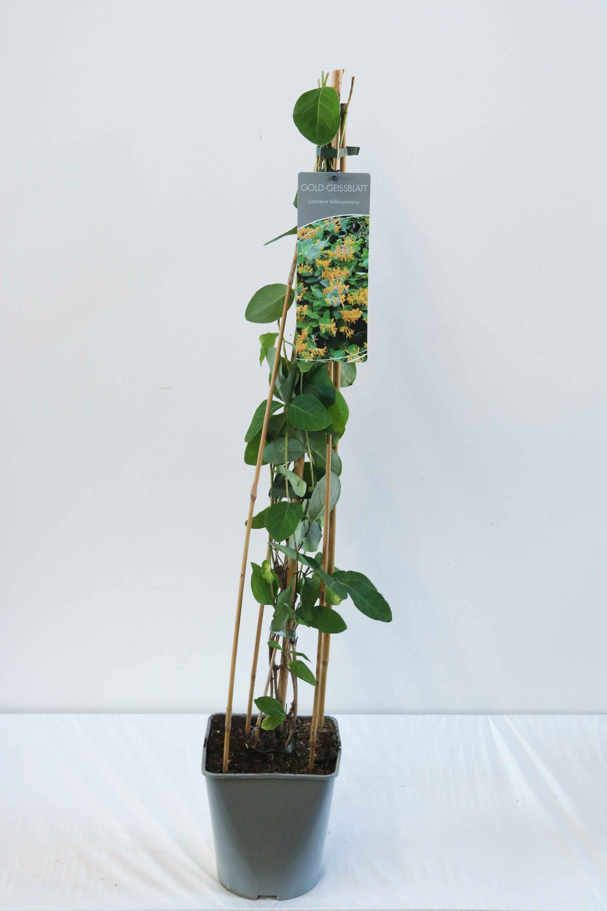 Lonicera tellmanniana C5 (5 liters kruka) 80-100 cm