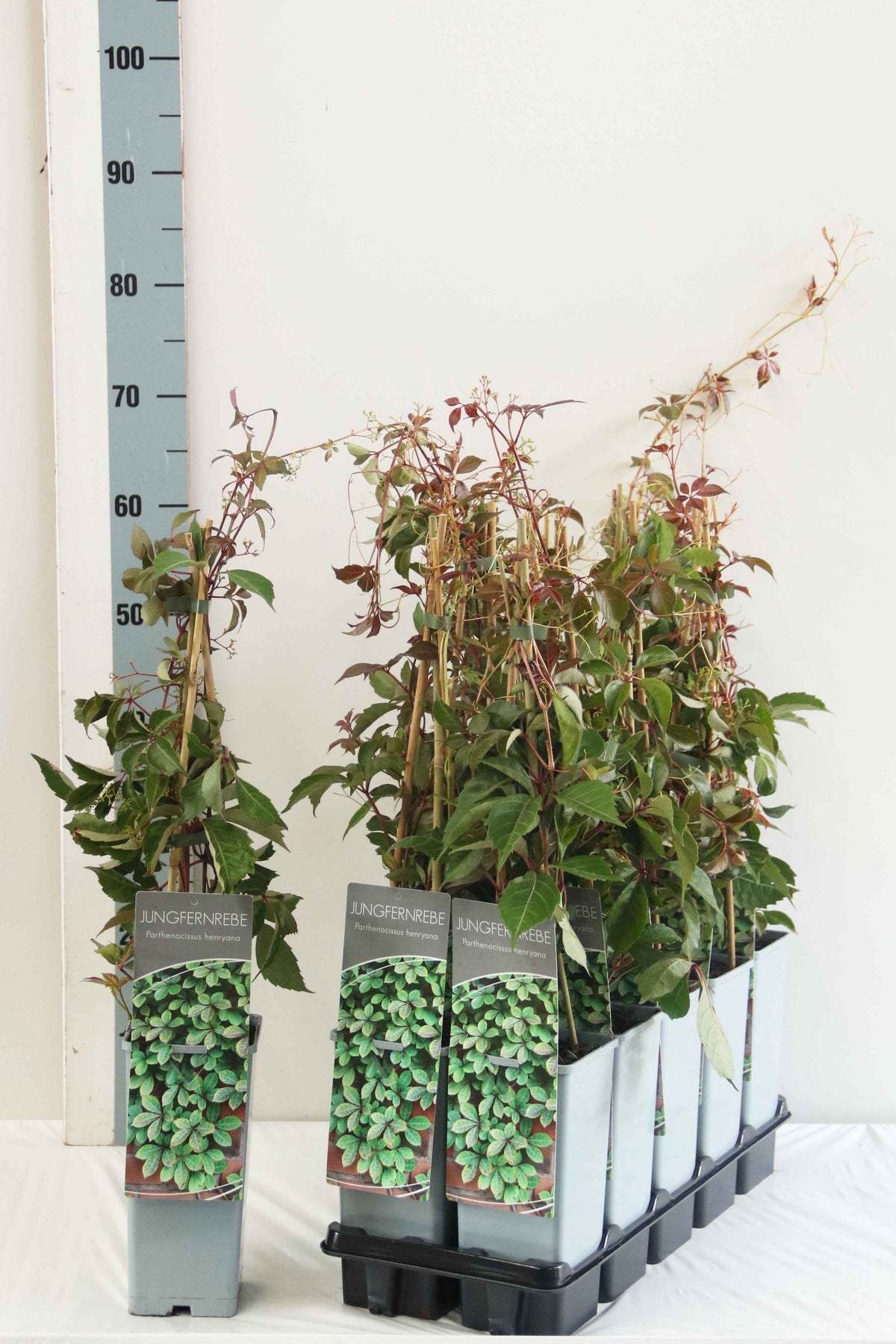 Parthenocissus henryana C2 (2 liters kruka) / 17 cm kruka 40-60 cm - 3 käppar