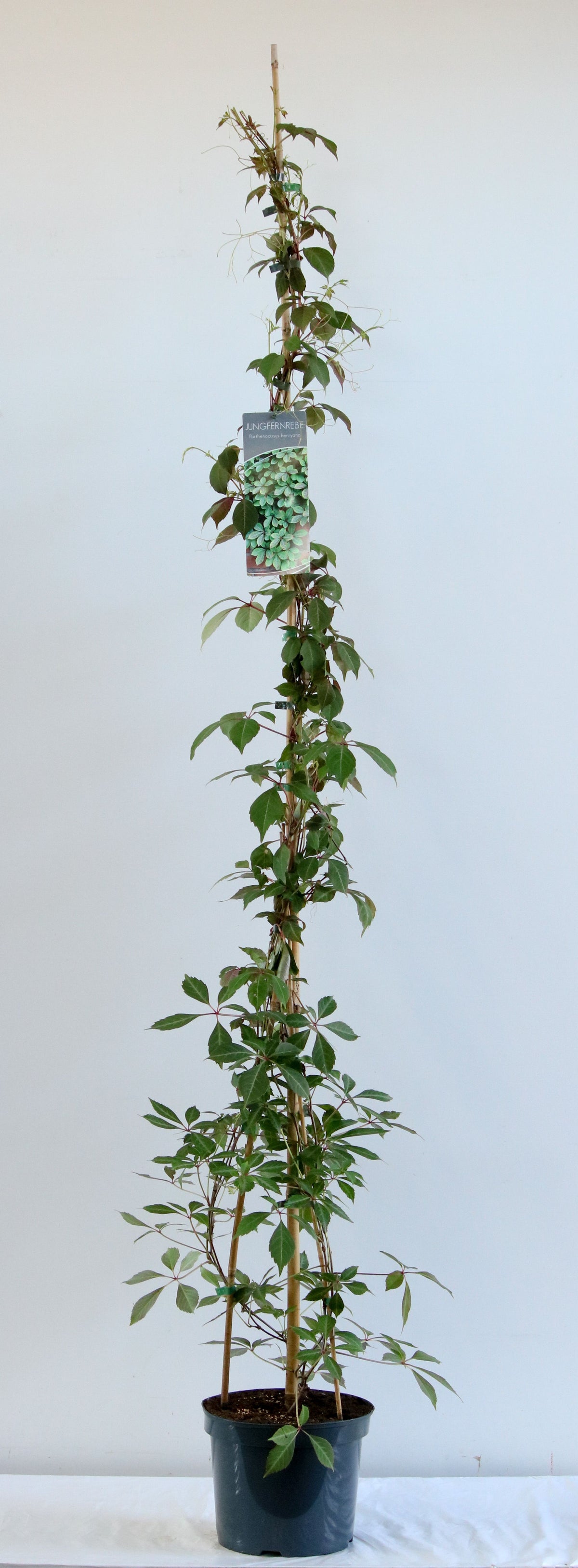Parthenocissus henryana 200-250 cm C7,5 (7,5 liters kruka)