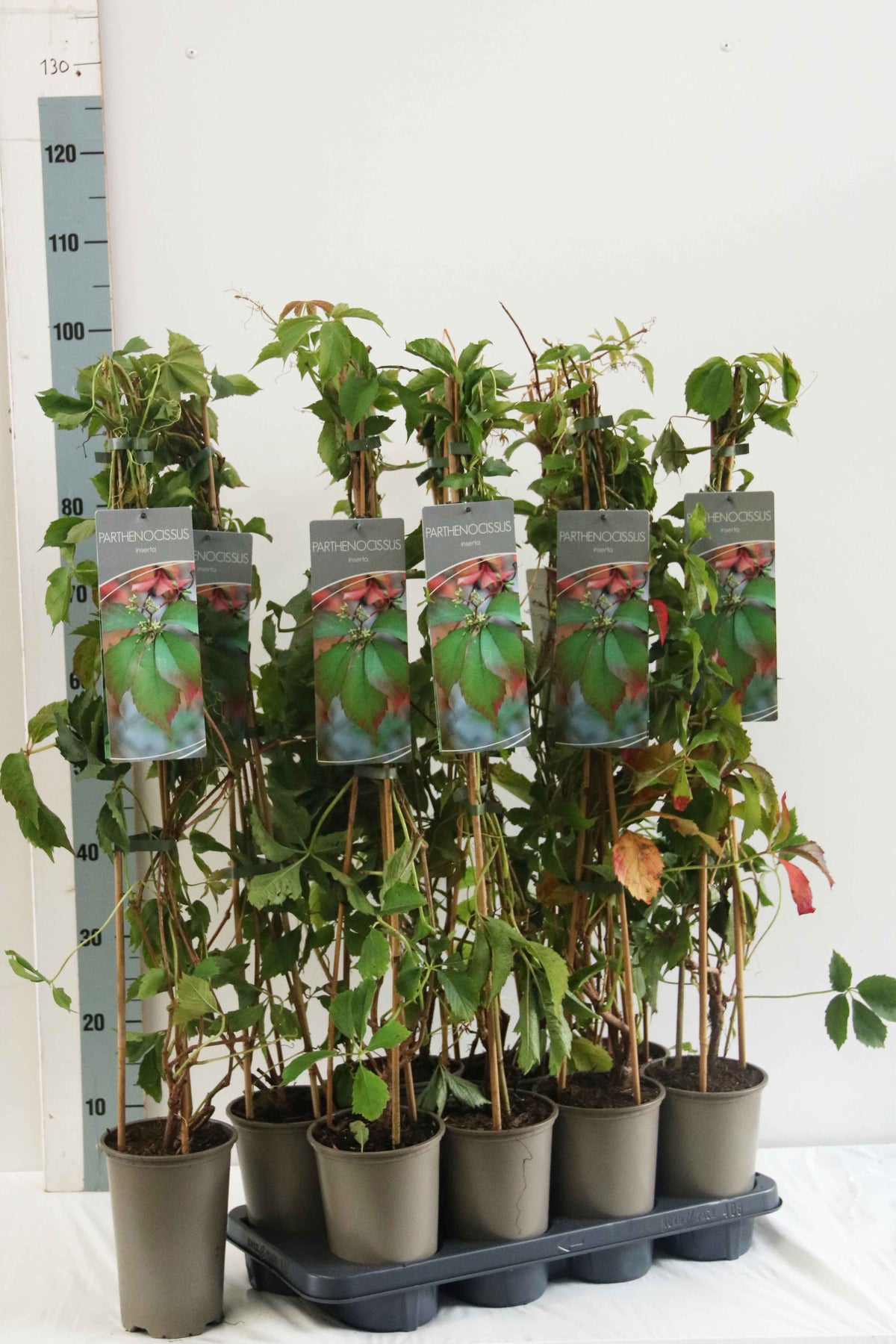 Parthenocissus inserta 60-100 cm, 17 cm kruka