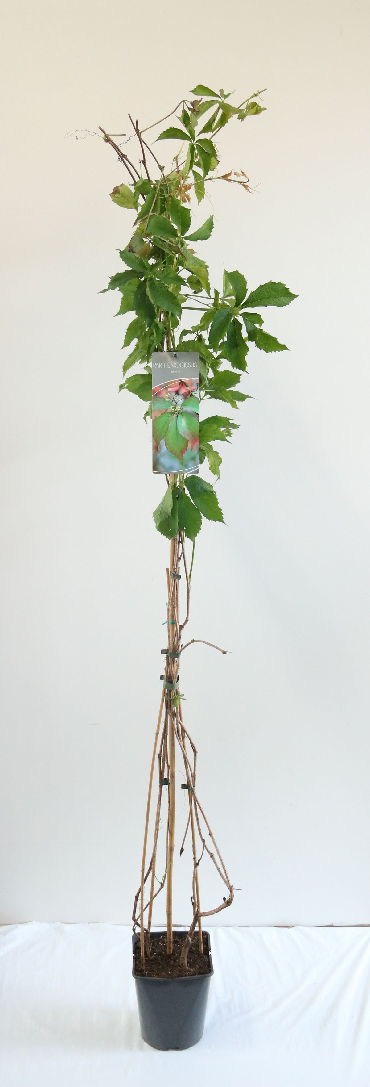 Parthenocissus inserta C5 (5 liters kruka) 100-125 cm