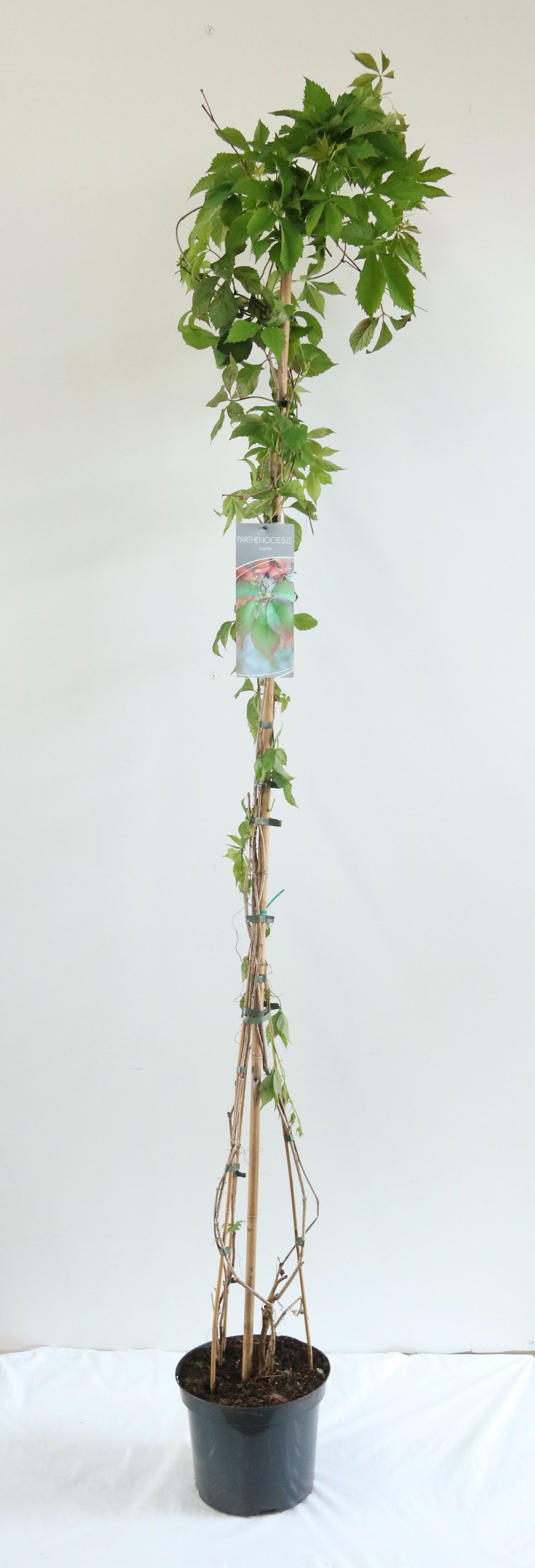Parthenocissus inserta 150-200 cm C7,5 (7,5 liters kruka)