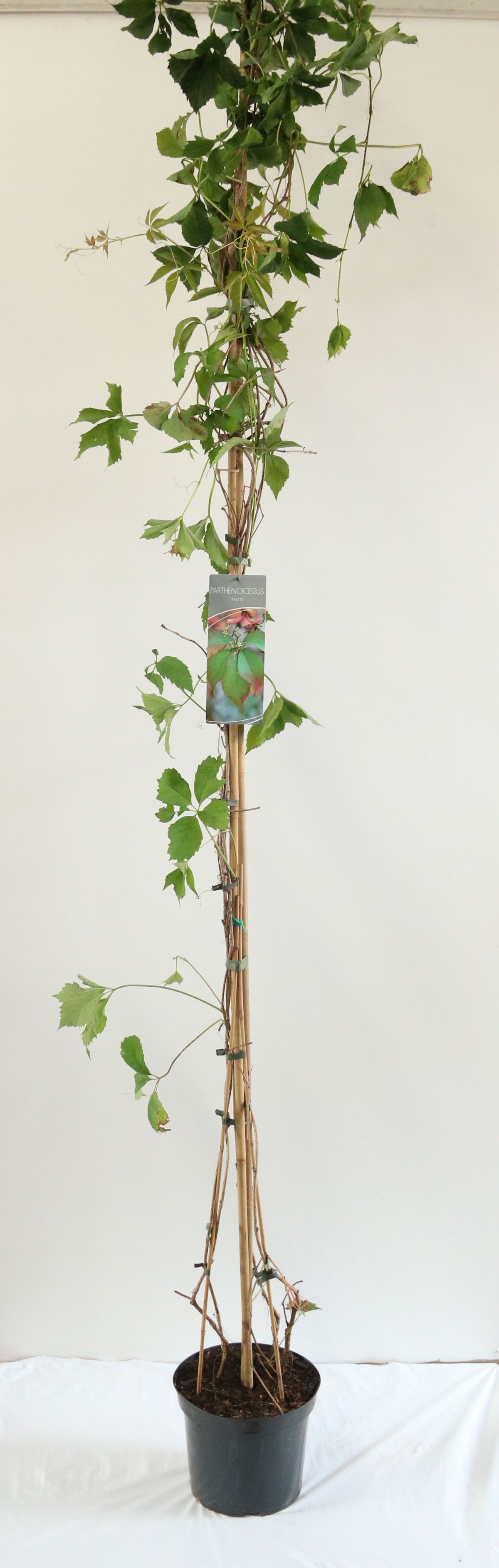 Parthenocissus inserta C7,5 (7,5 liters kruka) 200-250 cm