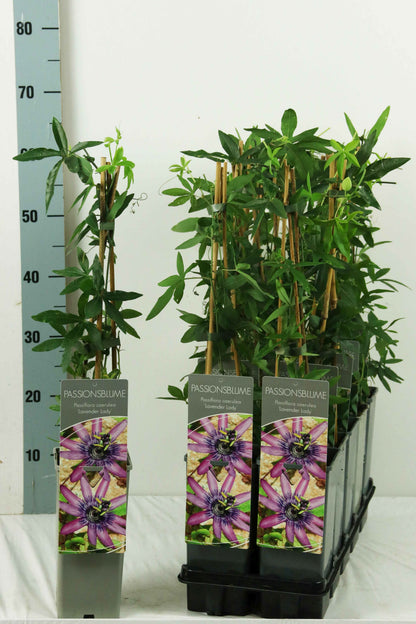 Passiflora &