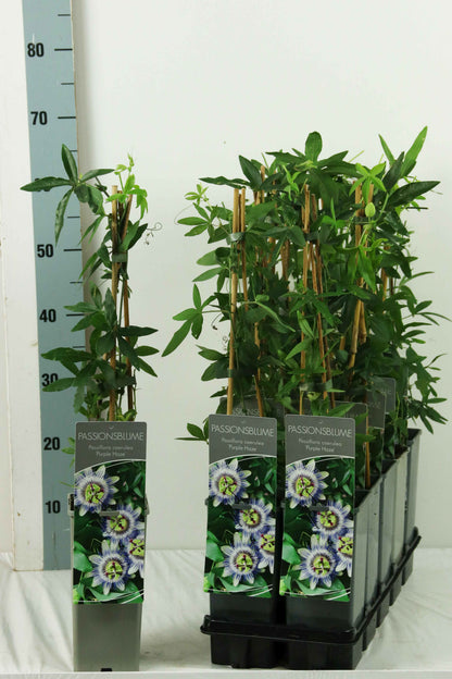 Passiflora &
