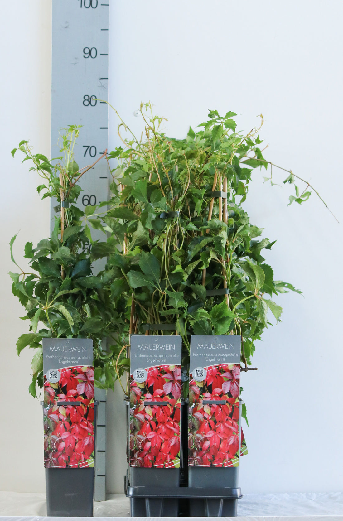 Parthenocissus quinquefolia &