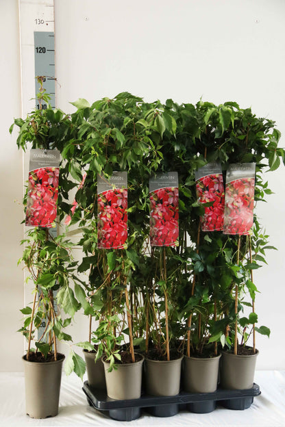 Parthenocissus quinquefolia &