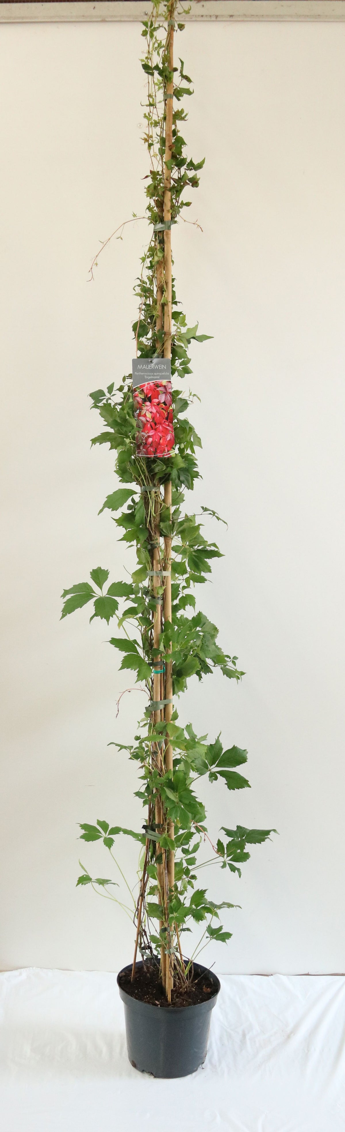 Parthenocissus quinquefolia &