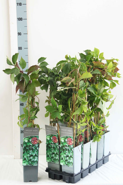 Parthenocissus quinquefolia C2 (2 liters kruka) / 17 cm kruka 40–60 cm (3 käppar)