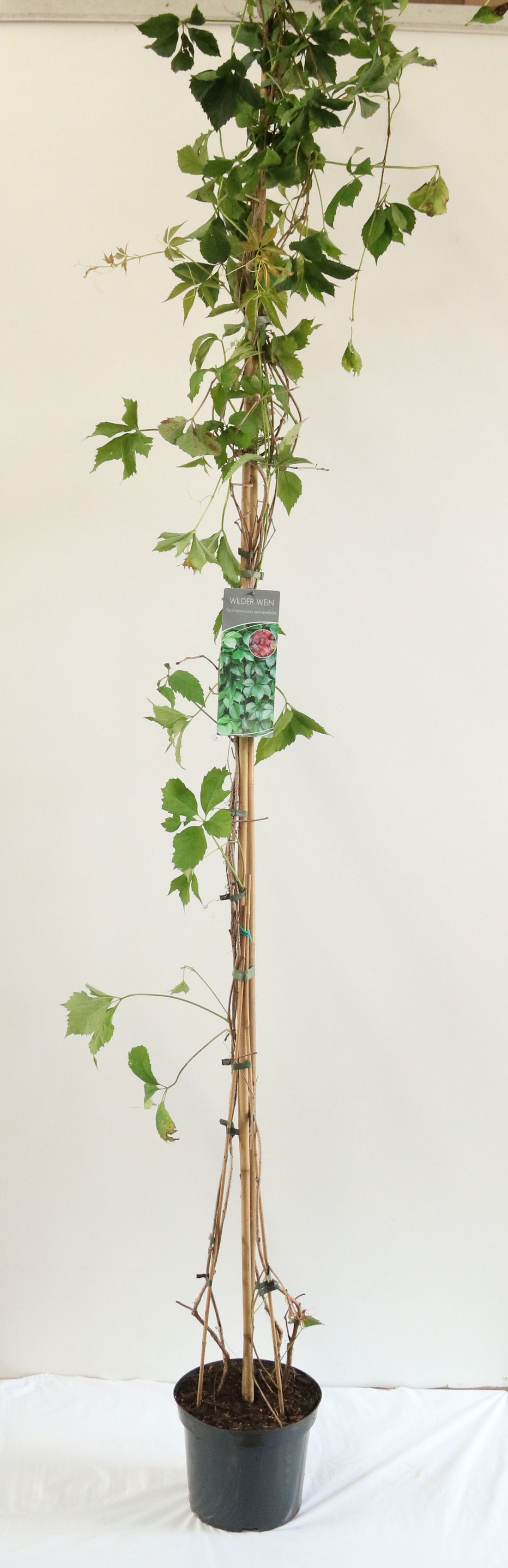 Parthenocissus quinquefolia C7,5 (7,5 liters kruka) 200-250 cm