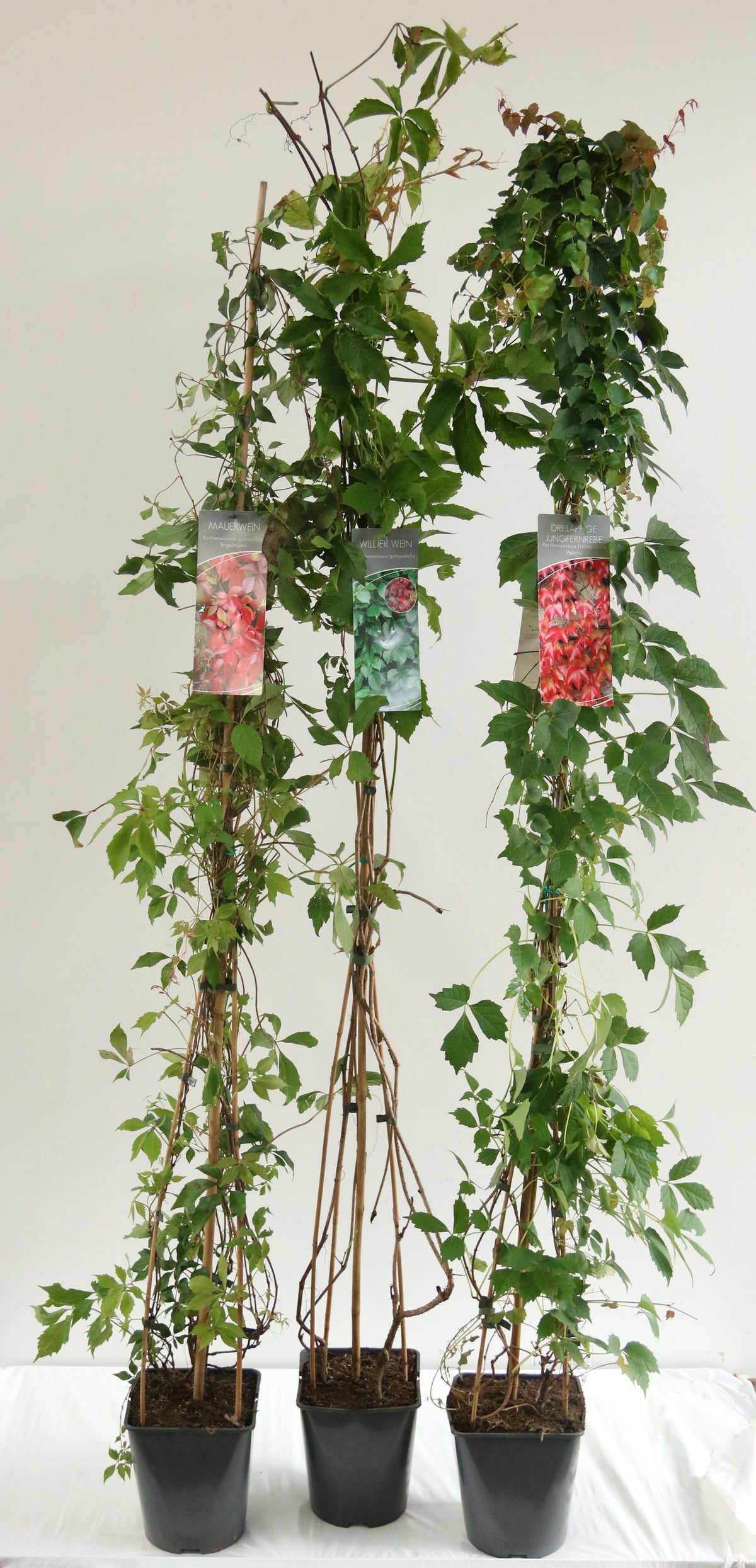 Parthenocissus i sorter C5 (5 liters kruka) 100-125 cm