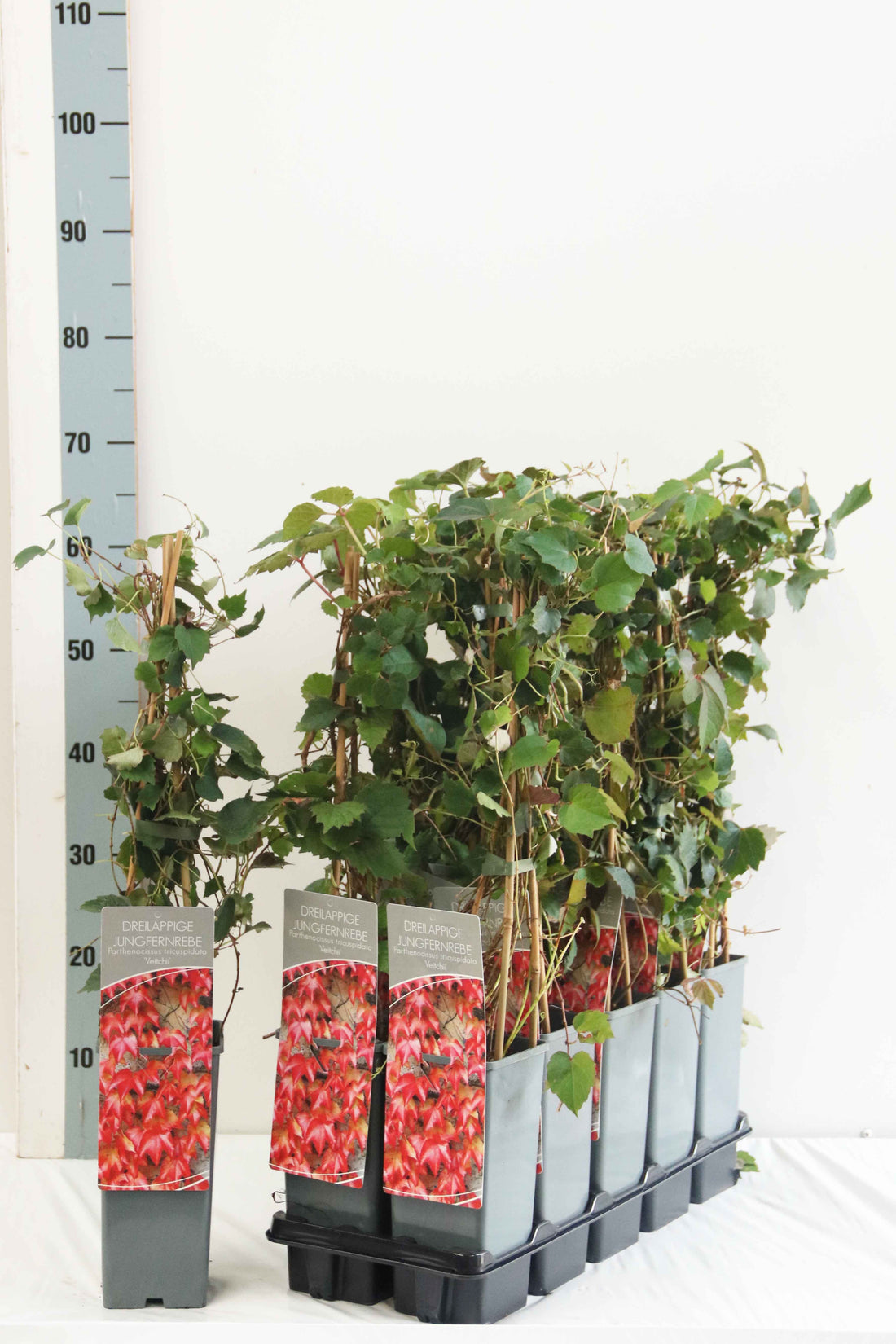 Parthenocissus tricuspidata &