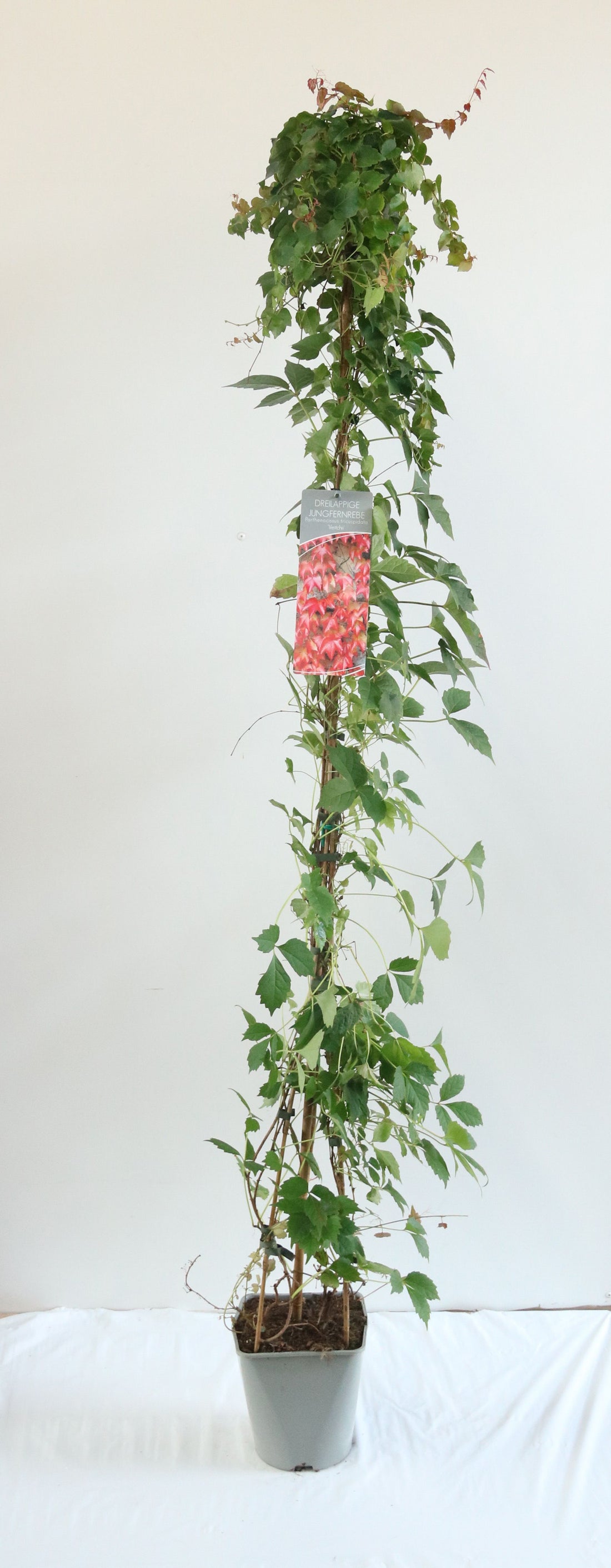 Parthenocissus tr. &