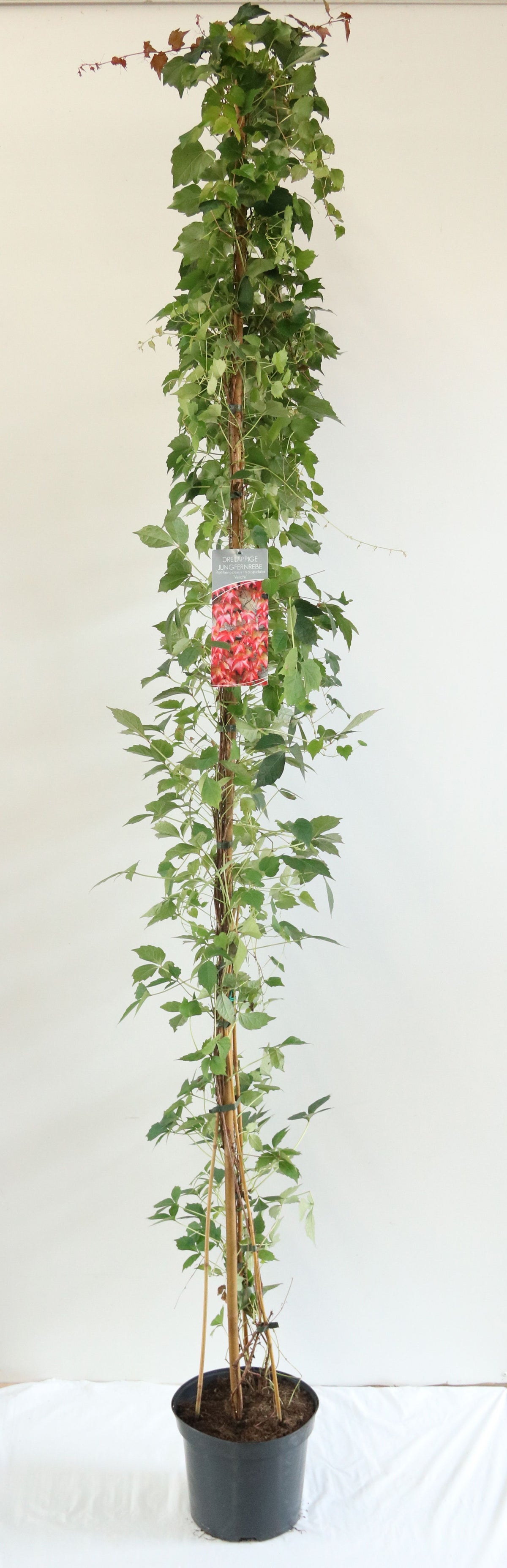 Parthenocissus tr. &