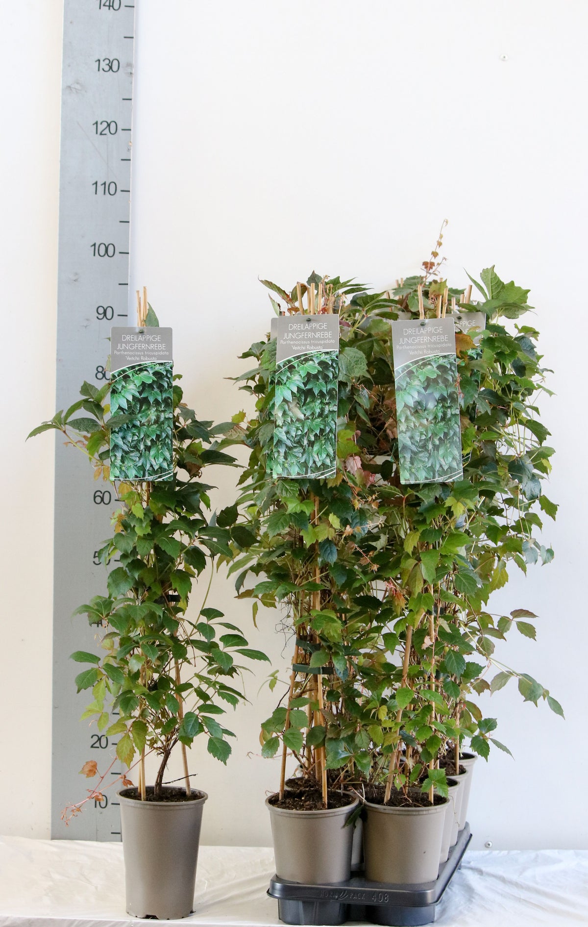 Parthenocissus tr. &