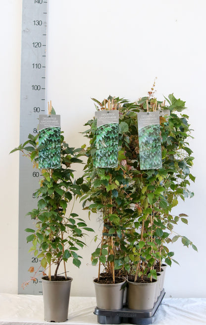 Parthenocissus tr. &